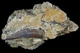 Fossil Crocodilian (Goniopholid) Tooth In Situ - Texas #88788-2
